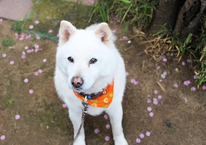 田舎暮らし 事務所庭 番犬オクト