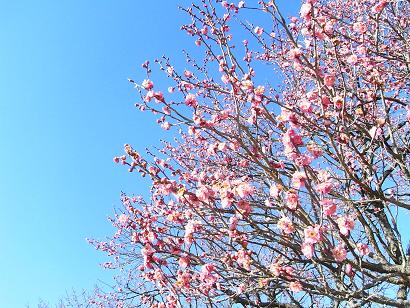 ファイル 100205-10.JPG