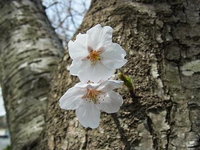 ファイル 120415-2.jpg