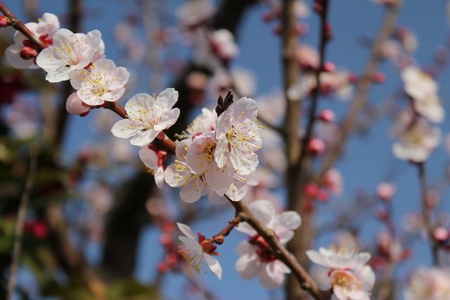 ファイル ume9-7.jpg