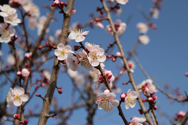 ファイル ume9-8.jpg