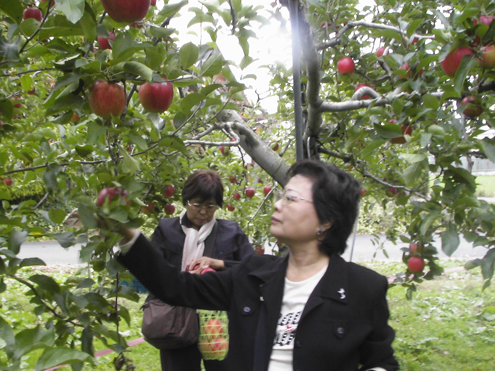 田舎暮らし旅行 フルーツ狩